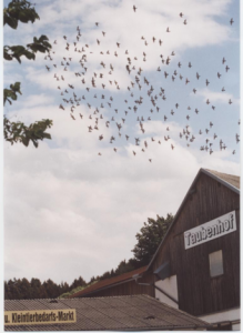 Taubenhof mit über 1000 Tauben